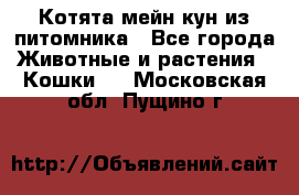 Котята мейн-кун из питомника - Все города Животные и растения » Кошки   . Московская обл.,Пущино г.